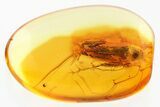 Detailed Fossil Leafhopper (Cicadellidae) In Baltic Amber #352737-1